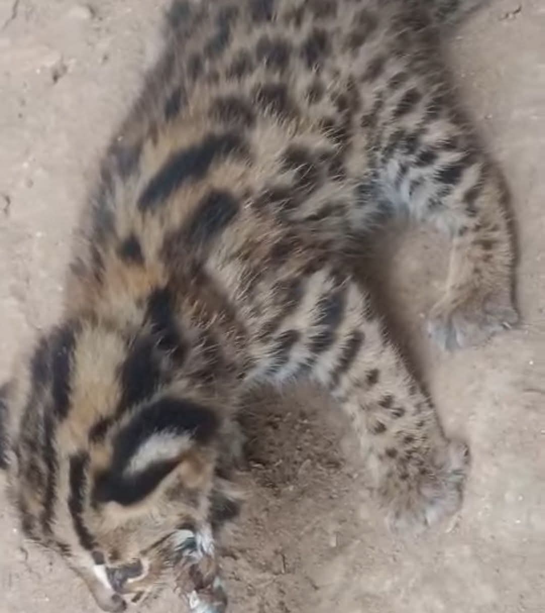 শিবপুরের সৃষ্টিগড়ে চিতা বাঘের  ছানা আটক করেছে এলাকাবাসী