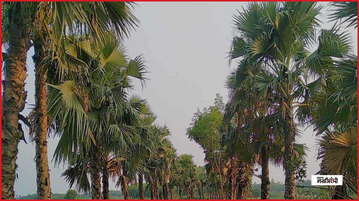 তালগাছ কমে যাওয়া কি জলবায়ুর জন্য অশনিসংকেত?