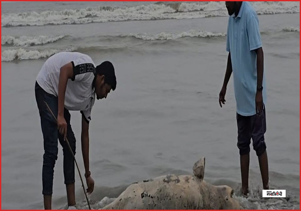 কুয়াকাটার সৈকতে ভেসে এল আট ফুট দৈর্ঘ্যের মৃত ইরাবতী ডলফিন