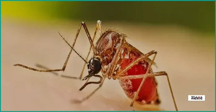 ডেঙ্গুতে ২৪ ঘণ্টায় আরও ৩ মৃত্যু, হাসপাতালে ভর্তি ৩৭২