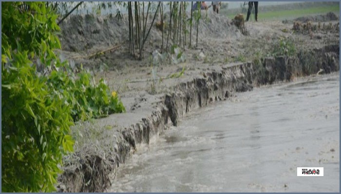 তিস্তার ভাঙনে গঙ্গাচড়ায় ১১ ঘর ও ৫০ একর জমি নদীগর্ভে