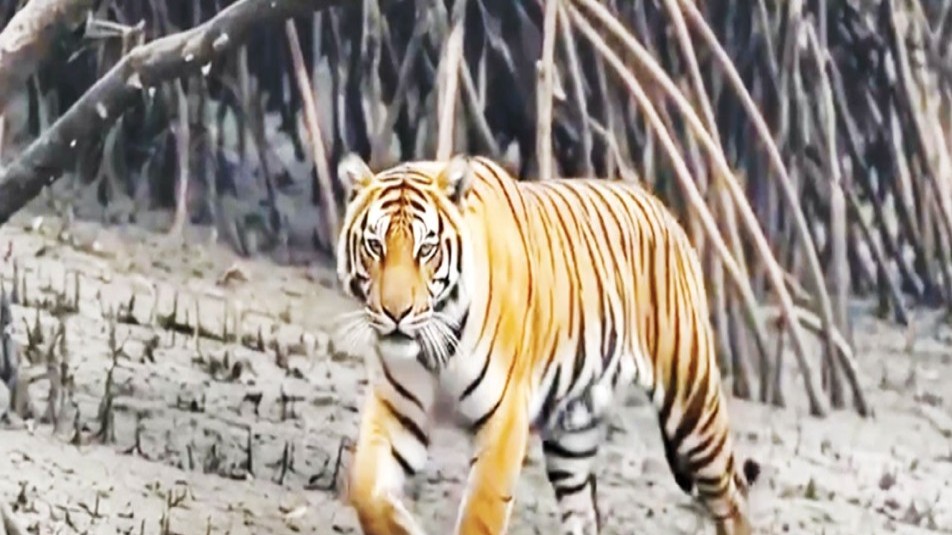 বিশ্ব বাঘ দিবস: সুন্দরবনে বাঘের আবাসস্থল ও অস্তিত্বের সংকট