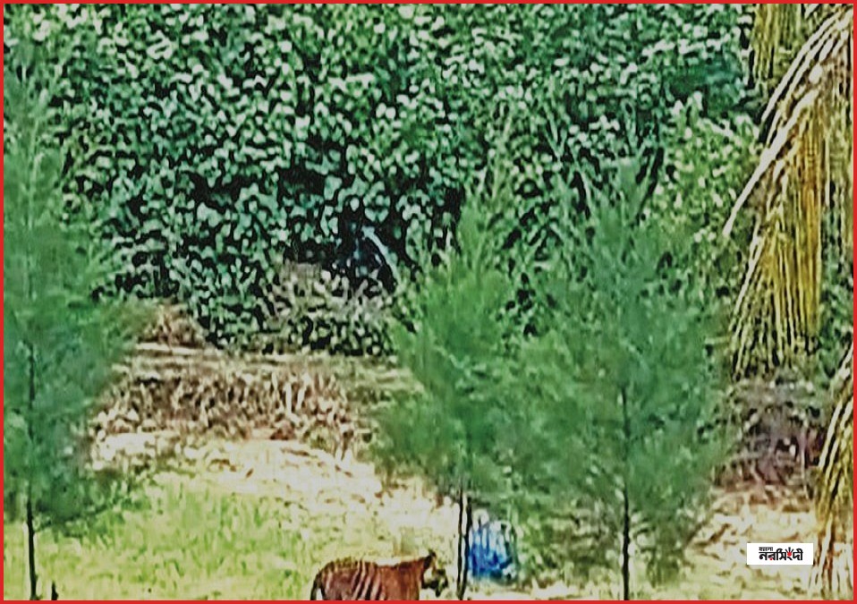 সুন্দরবনের বাঘ ও অন্যান্য প্রাণীর শরীরে চার ধরনের পরজীবীর সংক্রমণ