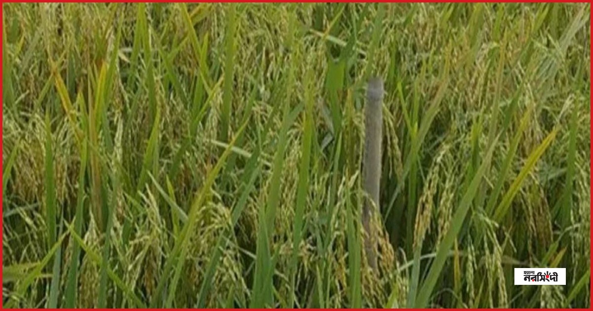 হাওরাঞ্চলের কৃষিতে নতুন আশার আলো ব্রি ধান-১১৮