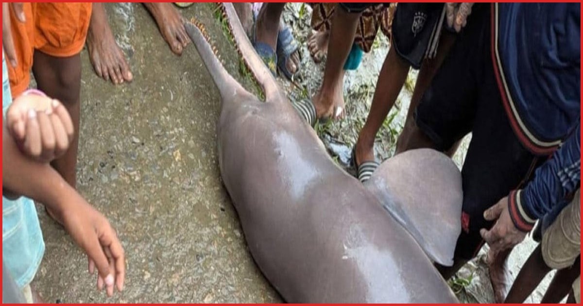 অষ্টগ্রামে মৃত গাঙ্গেয় শুশুক উদ্ধার, তেল সংগ্রহের লোভে কাটার অভিযোগ