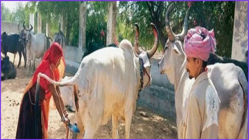উত্তর প্রদেশে সরকারি উদ্যোগে গোমূত্র সংগ্রহ, লিটার ২৬ টাকার পরিকল্পনা