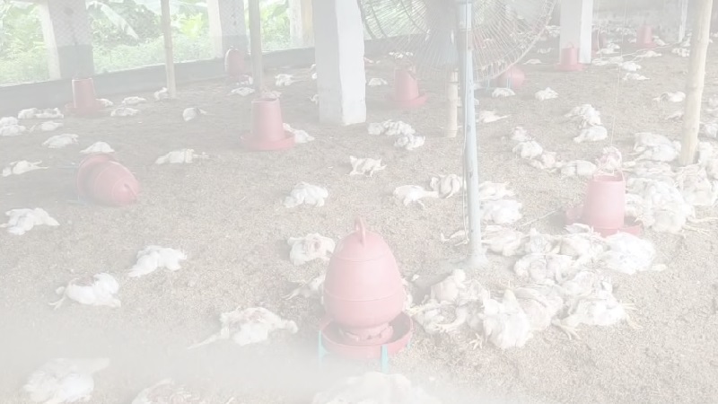 চুয়াডাঙ্গায় বন্য প্রাণীর আক্রমণে খামারের এক হাজার মুরগি নিহত