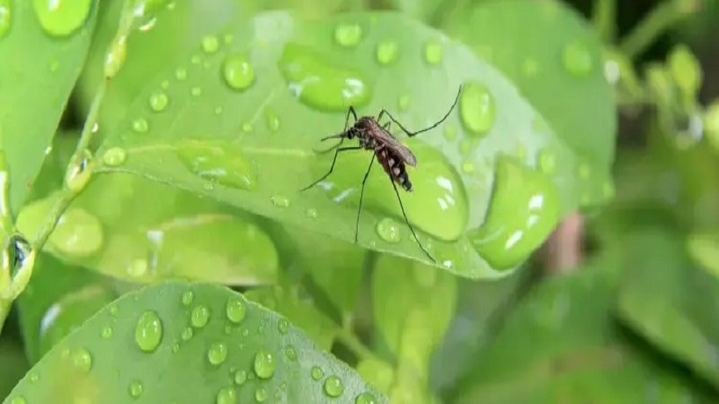ডাইনোসরের যুগেও ছিল মশা! কী বলছে বিজ্ঞানের ইতিহাস?