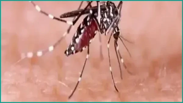 ডেঙ্গুতে একদিনে আরও ৫ জনের মৃত্যু, আক্রান্ত ৮৩৯