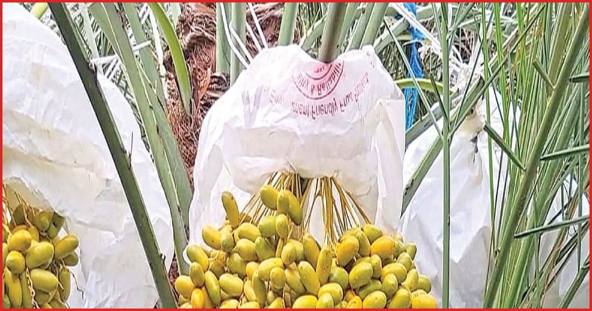 পাবনায় মরুভূমির খেজুর চাষে সফল উদ্যোক্তা সাইফুদ্দিন হিরু