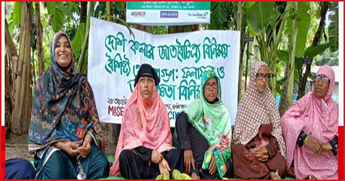 বরেন্দ্র অঞ্চলে ১৭ জাতের দেশি কলা সংরক্ষণে কৃষকদের সাফল্য