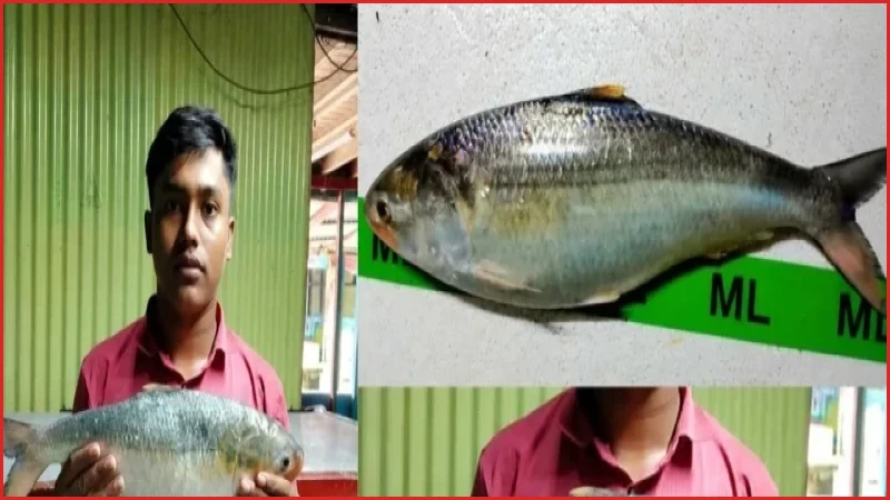মনপুরায় ২ কেজি ওজনের ‘রাজা ইলিশ’ ৯ হাজার টাকায় বিক্রি