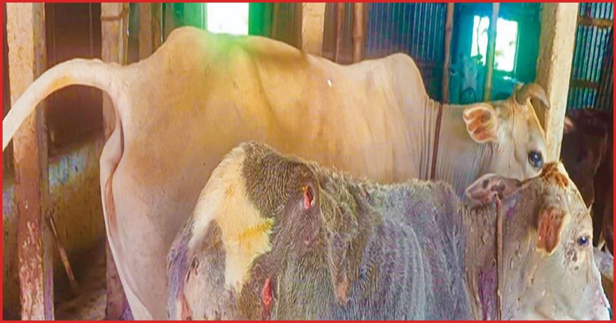 রাজবাড়ীতে লাম্পি স্কিন রোগের প্রকোপ, দিশেহারা খামারিরা