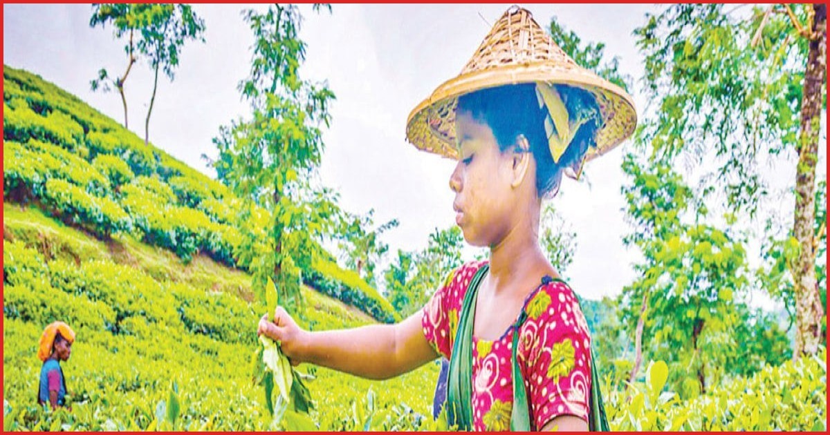 লোডশেডিংয়ে মৌলভীবাজারের চা-শিল্পে ধস, ব্যাহত হচ্ছে উৎপাদন
