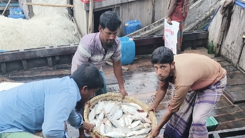 নদী-সাগরে কোটি টাকার ইলিশ, দাদনের জালে বন্দি চরফ্যাশনের ৯০ হাজার জেলে