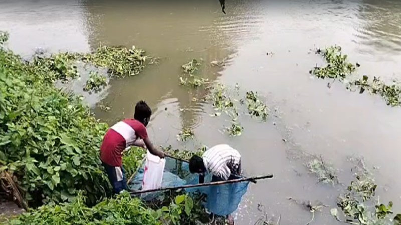নাটোরে বারনই নদীতে ভেসে উঠছে মাছ, রহস্য নিয়ে চাঞ্চল্য