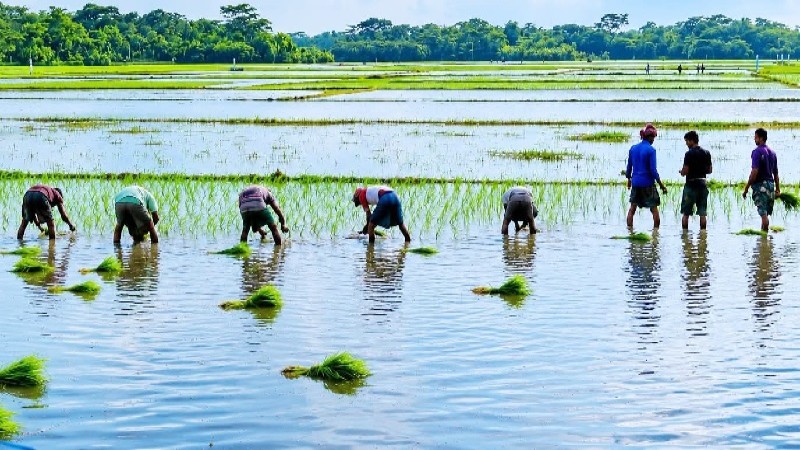 লালমোহনে আমন আবাদে ভোগান্তি, সংকট কাটিয়ে চারা রোপণে ব্যস্ত কৃষক