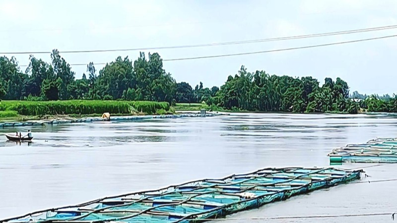 সিরাজগঞ্জে খাঁচায় মাছ চাষে স্বাবলম্বী হচ্ছেন মৎস্যচাষিরা