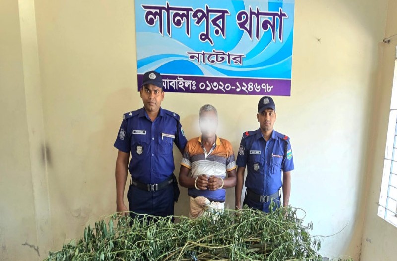 লালপুরে রান্নাঘরের পেছনের পুকুরপাড় থেকে গাঁজা গাছসহ আটক ১